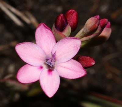 Codonorhiza falcata, photographed by Brian du Preez