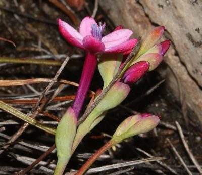 Codonorhiza falcata, photographed by Brian du Preez