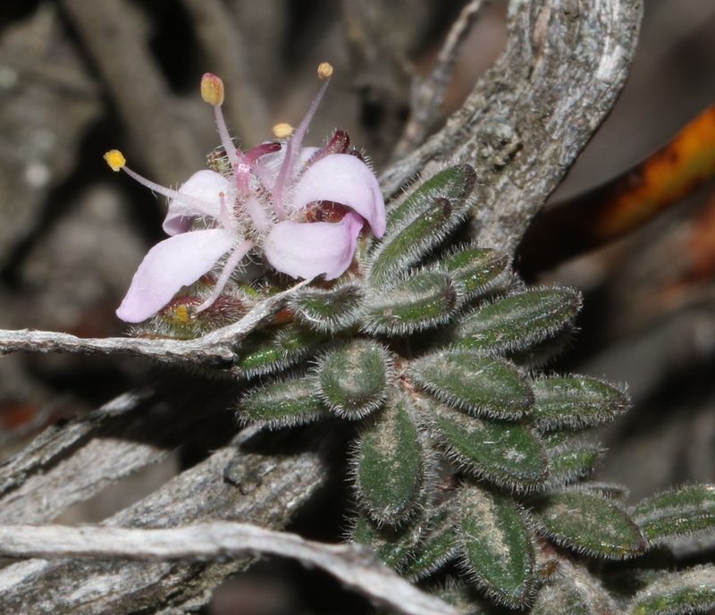 Agathosma phillipsii, photographed by Brian du Preez