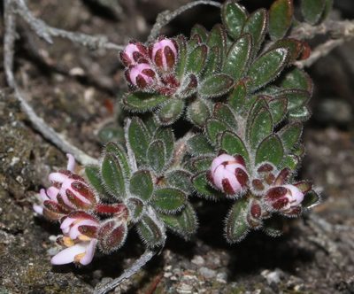 Agathosma phillipsii, photographed by Brian du Preez