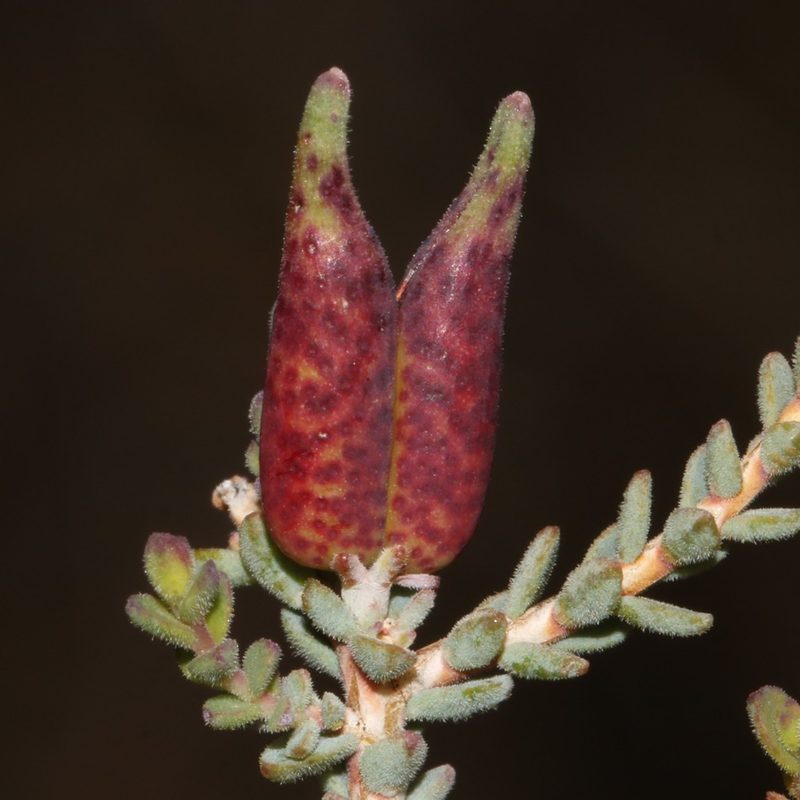 Macrostylis tenuis, photographed by Brian du Preez