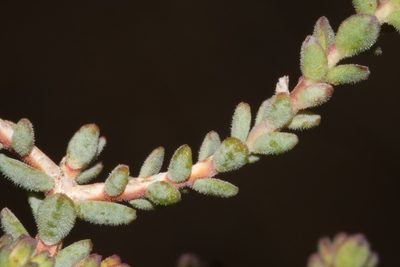 Macrostylis tenuis, photographed by Brian du Preez