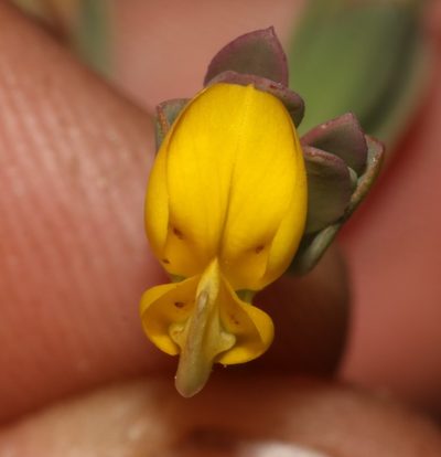 Rafnia diffusa, photographed by Brian du Preez