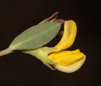 Rafnia diffusa, photographed by Brian du Preez