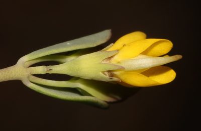 Rafnia diffusa, photographed by Brian du Preez
