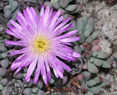 Esterhuysenia alpina, photographed by Brian du Preez