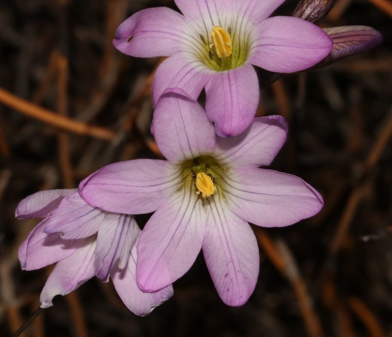 Ixia oxalidiflora, photographed by Brian du Preez