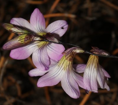 Ixia oxalidiflora, photographed by Brian du Preez