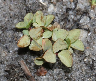 Oxalis stokoei, photographed by Brian du Preez