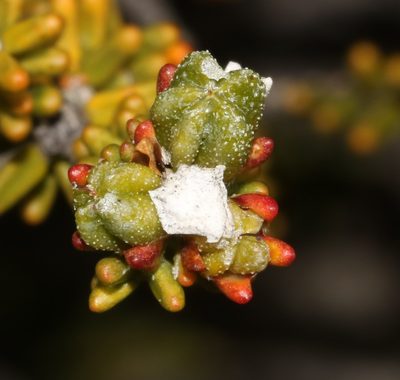 Acmadenia teretifolia, photographed by Brian du Preez