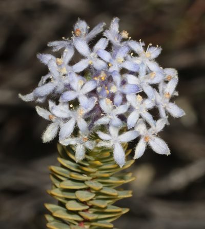 Lachnaea pomposa, photographed by Brian du Preez