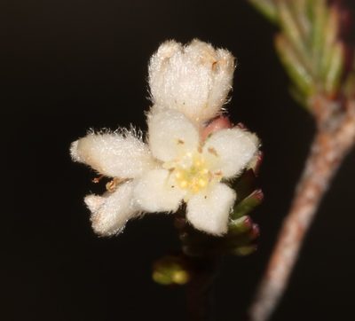 Lachnaea laniflora, photographed by Brian du Preez