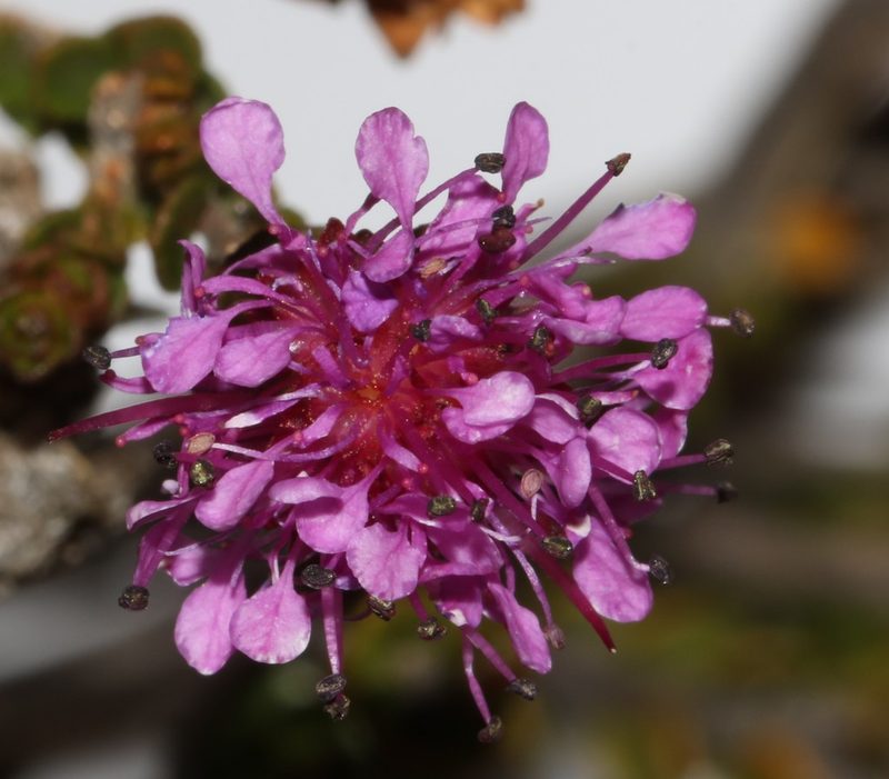 Agathosma pentachotoma, photographed by Brian du Preez