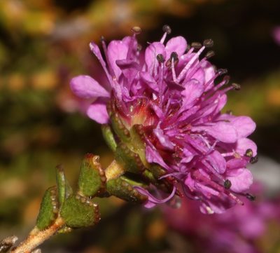 Agathosma pentachotoma, photographed by Brian du Preez
