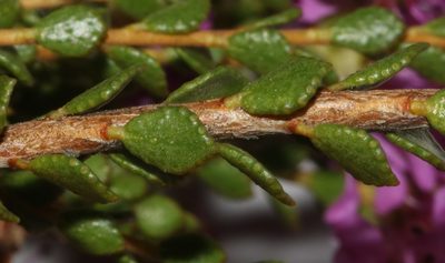 Agathosma pentachotoma, photographed by Brian du Preez