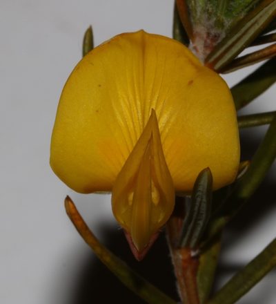 Cyclopia glabra, photographed by Brian du Preez