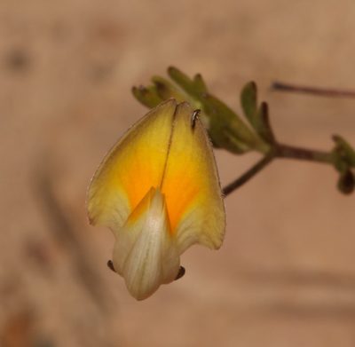 Aspalathus bracteata, photographed by Brian du Preez