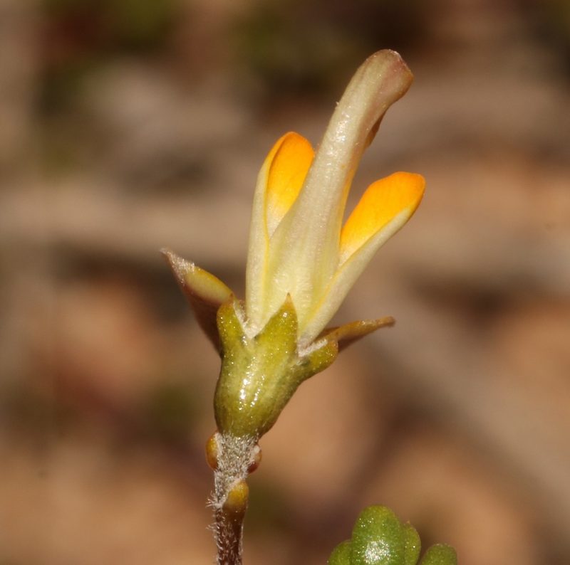 Aspalathus aurantiaca, photographed by Brian du Preez