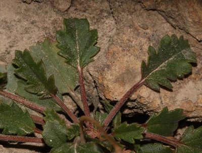 Pelargonium capillare, photographed by Brian du Preez