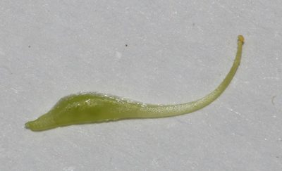 Aspalathus pedicellata, photographed by Brian du Preez