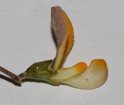 Aspalathus aurantiaca, photographed by Brian du Preez