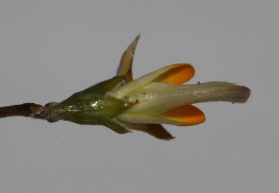 Aspalathus aurantiaca, photographed by Brian du Preez