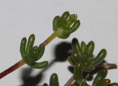 Aspalathus aurantiaca, photographed by Brian du Preez