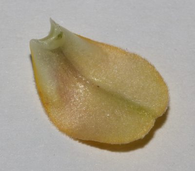 Aspalathus aurantiaca, photographed by Brian du Preez