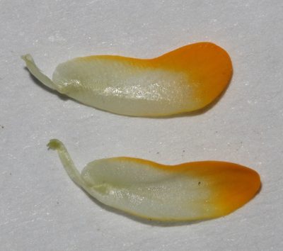 Aspalathus aurantiaca, photographed by Brian du Preez
