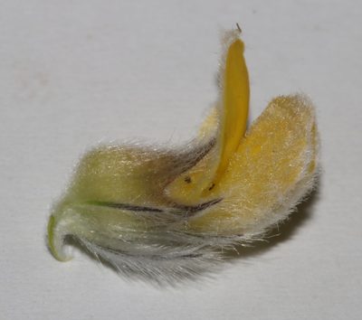 Aspalathus aemula, photographed by Brian du Preez