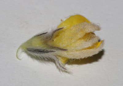 Aspalathus aemula, photographed by Brian du Preez