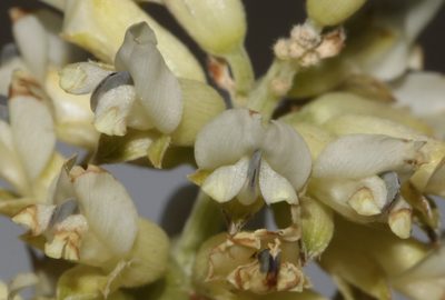 Psoralea striata, photographed by Brian du Preez