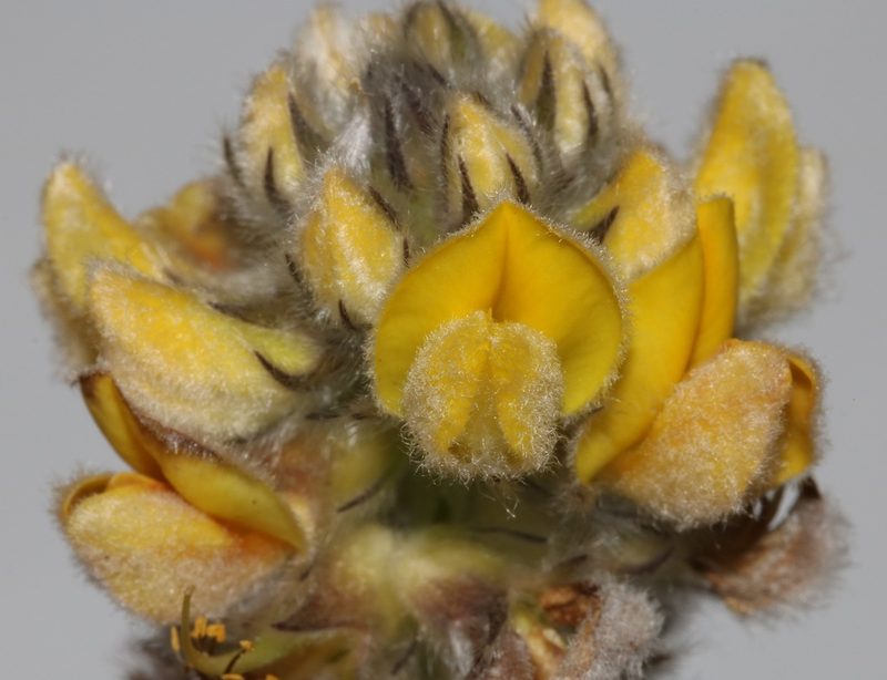 Aspalathus aemula, photographed by Brian du Preez
