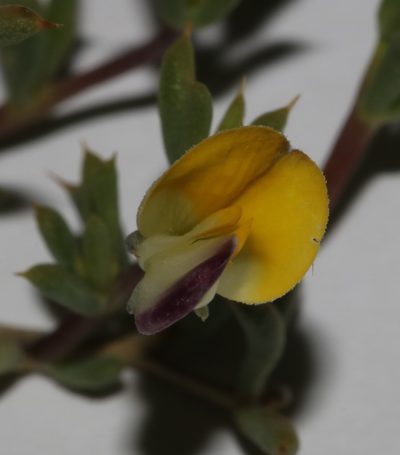 Aspalathus aristata, photographed by Brian du Preez