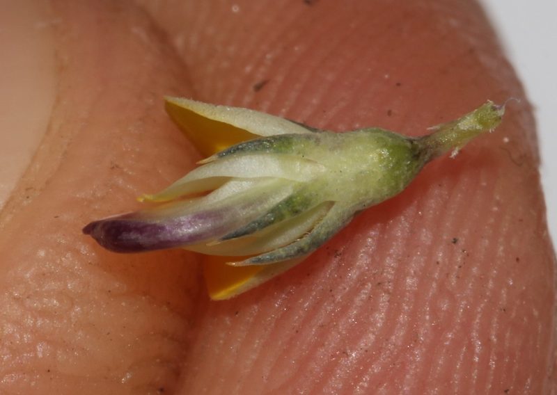 Aspalathus aristata, photographed by Brian du Preez