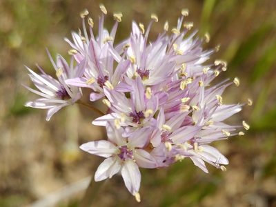 Allium howellii, photographed by Casey H. Richart
