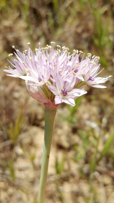 Allium howellii, photographed by Casey H. Richart