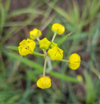 Aspidonepsis diploglossa, photographed by Suvarna Parbhoo Mohan