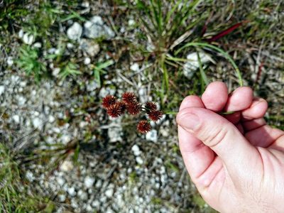 Juncus megacephalus, photographed by Adam Pitcher