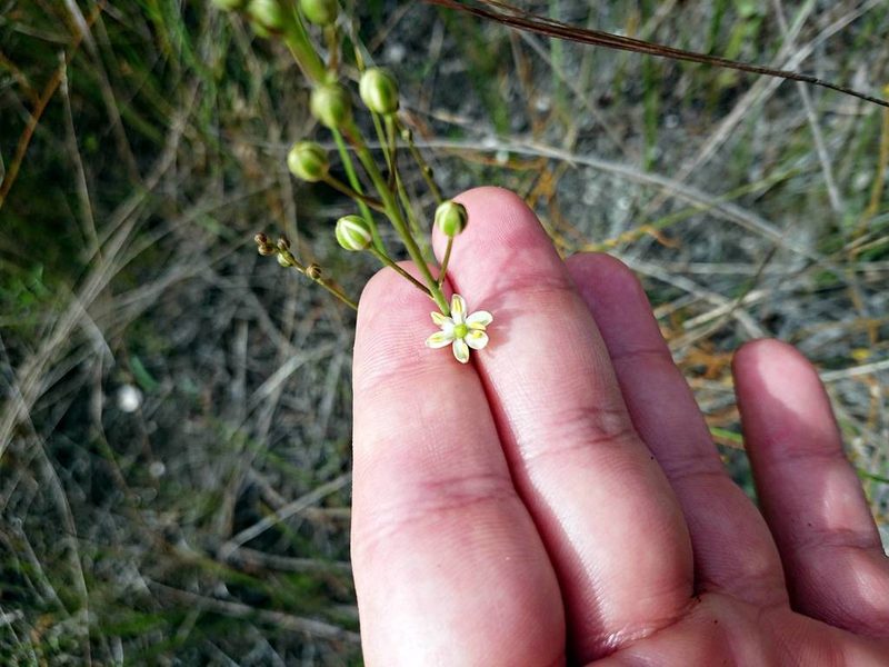 Schoenolirion albiflorum, photographed by Adam Pitcher