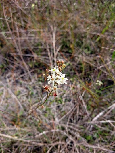 Schoenolirion albiflorum, photographed by Adam Pitcher