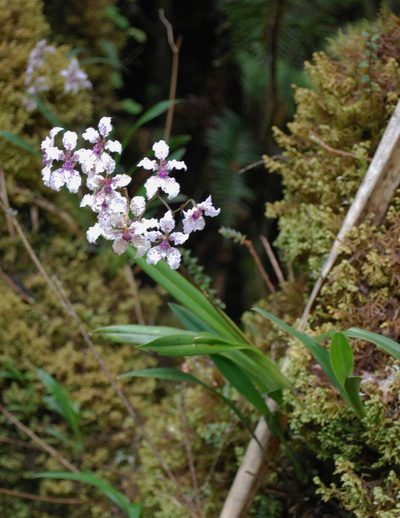 Cyrtochilum sodiroi, photographed by desertnaturalist