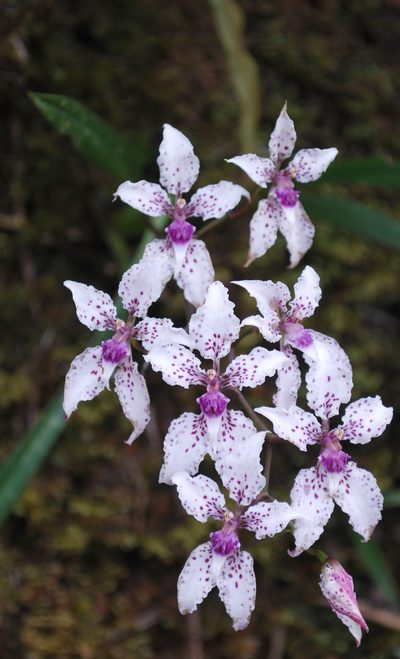 Cyrtochilum sodiroi, photographed by desertnaturalist