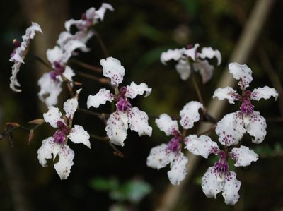 Cyrtochilum sodiroi, photographed by desertnaturalist