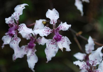 Cyrtochilum sodiroi, photographed by desertnaturalist