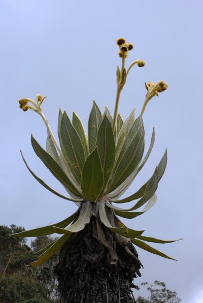 Espeletia frontinoensis, photographed by desertnaturalist