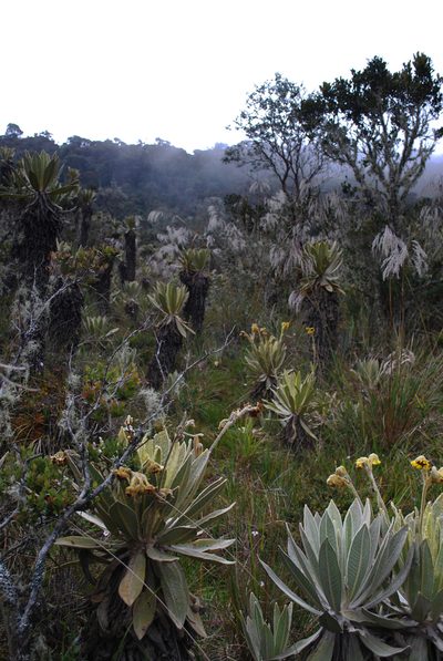 Espeletia frontinoensis, photographed by desertnaturalist