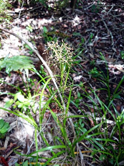 Rhynchospora miliacea, photographed by Adam Pitcher