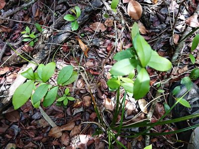 Myrcianthes fragrans, photographed by Adam Pitcher
