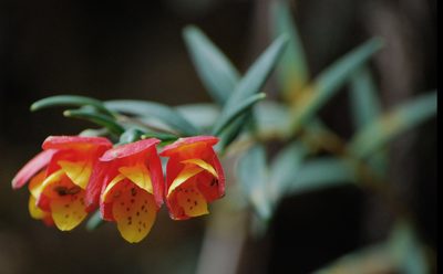 Bomarea linifolia, photographed by desertnaturalist